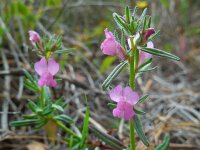Misopates orontium 30, Akkerleeuwenbek, Saxifraga-Ed Stikvoort