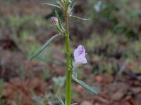 Misopates orontium 32, Akkerleeuwenbek, Saxifraga-Ed Stikvoort