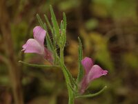 Misopates orontium 36, Akkerleeuwenbek, Saxifraga-Mark Zekhuis