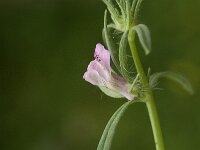 Misopates orontium 4, Akkerleeuwenbek, Saxifraga-Jan van der Straaten