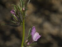 Misopates orontium 7, Akkerleeuwenbek, Saxifraga-Willem van Kruijsbergen