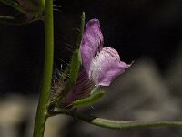 Misopates orontium 8, Akkerleeuwenbek, Saxifraga-Jan van der Straaten