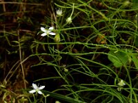 Moehringia muscosa 2, Saxifraga-Ed Stikvoort
