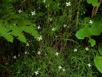 Moehringia muscosa 3, Saxifraga-Ed Stikvoort