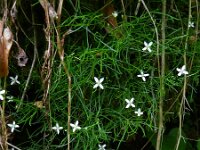 Moehringia muscosa 4, Saxifraga-Rutger Barendse