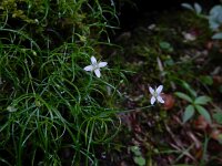 Moehringia muscosa 6, Saxifraga-Ed Stikvoort