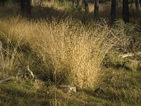 Molinia caerulea, Purple Moor-grass