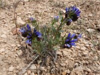 Moltkia caerulea 6, Saxifraga-Ed Stikvoort : Jerevan - Areni - Noravank s9900