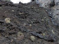 Monanthes polyphylla 3, Saxifraga-Ed Stikvoort