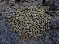 Monanthes polyphylla 4, Saxifraga-Ed Stikvoort