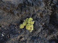 Monanthes polyphylla 5, Saxifraga-Ed Stikvoort