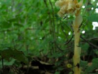 Monotropa hypopitys 10, Stofzaad, Saxifraga-Ed Stikvoort