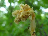 Monotropa hypopitys 12, Stofzaad, Saxifraga-Ed Stikvoort