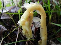 Monotropa hypopitys 18, Stofzaad, Saxifraga-Rutger Barendse