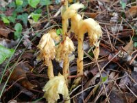 Monotropa hypopitys 19, Stofzaad, Saxifraga-Rutger Barendse