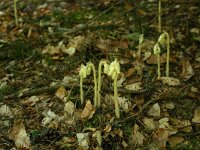 Monotropa hypopitys 2, Stofzaad, Saxifraga-Dirk Hilbers