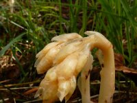 Monotropa hypopitys 20, Stofzaad, Saxifraga-Ed Stikvoort