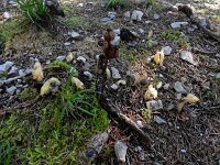 Monotropa hypopitys 21, Stofzaad, Saxifraga-Ed Stikvoort