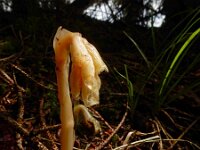 Monotropa hypopitys 22, Stofzaad, Saxifraga-Ed Stikvoort