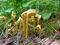 Monotropa hypopitys 31, Stofzaad, Saxifraga-Hans Grotenhuis