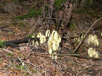 Monotropa hypopitys 37, Stofzaad, Saxifraga-Hans Grotenhuis