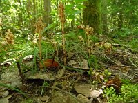 Monotropa hypopitys 40, Stofzaad, Saxifraga-Hans Grotenhuis