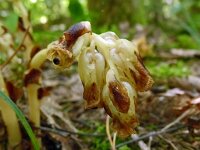 Monotropa hypopitys 41, Stofzaad, Saxifraga-Hans Grotenhuis