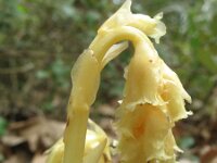 Monotropa hypopitys 5, Stofzaad, Saxifraga-Rutger Barendse
