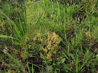 Montia fontana 2, Groot bronkruid, Saxifraga-Hans Boll