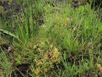 Montia fontana 3, Groot bronkruid, Saxifraga-Hans Boll