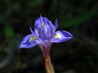 Moraea mediterranea 2, Saxifraga-Ed Stikvoort
