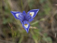 Moraea sisyrinchium 23, Saxifraga-Willem van Kruijsbergen
