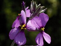 Moricandia arvensis 10, Saxifraga-Jan van der Straaten