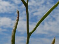 Moricandia arvensis 11, Saxifraga-Rutger Barendse