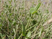Moricandia arvensis 12, Saxifraga-Rutger Barendse