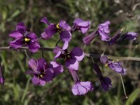 Moricandia arvensis 2, Saxifraga-Willem van Kruijsbergen