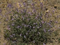 Moricandia arvensis 4, Saxifraga-Willem van Kruijsbergen