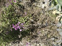 Moricandia arvensis 6, Saxifraga-Jan van der Straaten