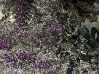 Moricandia arvensis 7, Saxifraga-Willem van Kruijsbergen