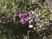 Moricandia arvensis 8, Saxifraga-Jan van der Straaten