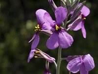 Moricandia arvensis 9, Saxifraga-Jan van der Straaten