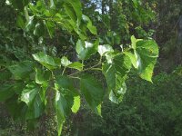 Morus alba 3, Witte moerbei, Saxifraga-Jan van der Straaten