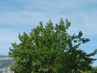 Morus alba 4, Witte moerbei, Saxifraga-Jan van der Straaten