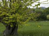 Morus alba 6, Witte moerbei, Saxifraga-Jan van der Straaten