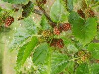 Morus alba 8, Witte moerbei, Saxifraga-Rutger Barendse