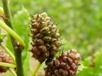 Morus alba 9, Witte moerbei, Saxifraga-Rutger Barendse
