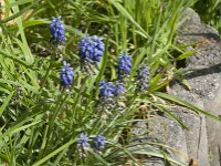 Muscari armeniacum 20, Langbladige druifhyacint, Saxifraga-Jan van der Straaten