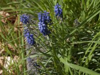 Muscari armeniacum 22, Langbladige druifhyacint, Saxifraga-Jan van der Straaten