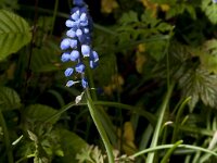 Muscari armeniacum 23, Langbladige druifhyacint, Saxifraga-Jan van der Straaten