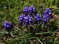 Muscari botryoides 20, Blauwe druifjes, Saxifraga-Harry Jans